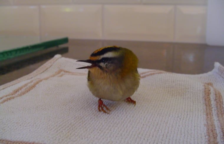 Sleeping bird in Holiday cottage in Emst, Veluwe, a sign of peace.