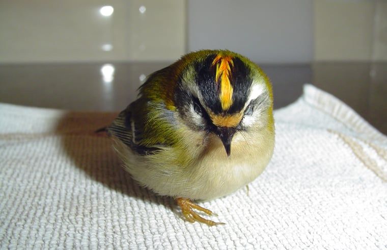 Beautiful sunset on the Veluwe, near Holiday Home in Emst.