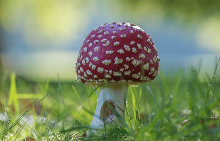 Guest house 320867 - Holiday property Veluwe - Vakantiehuisje in Emst