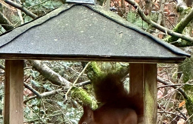 Unterkunft 320882 - Ferienhaus Veluwe - Vakantiehuis in Emst