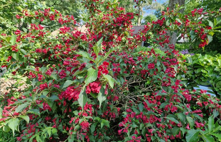 Guest house 3209137 - Holiday property Veluwe - Huisje in Ermelo