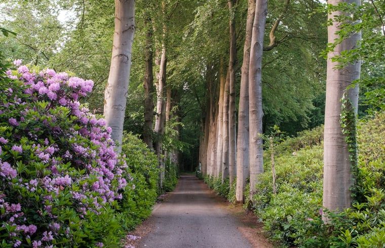 Guest house 3209137 - Holiday property Veluwe - Huisje in Ermelo