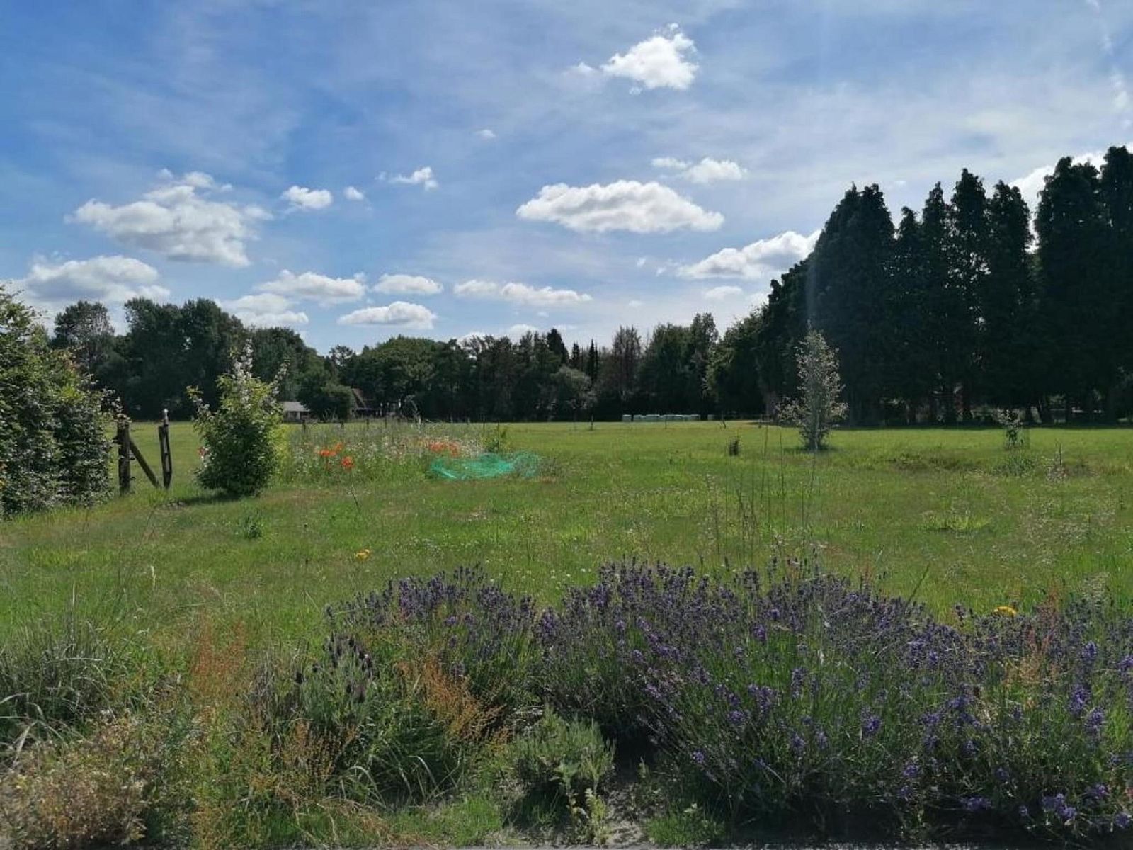 Guest house 3209162 - Holiday property Veluwe - Heivlinder 4p