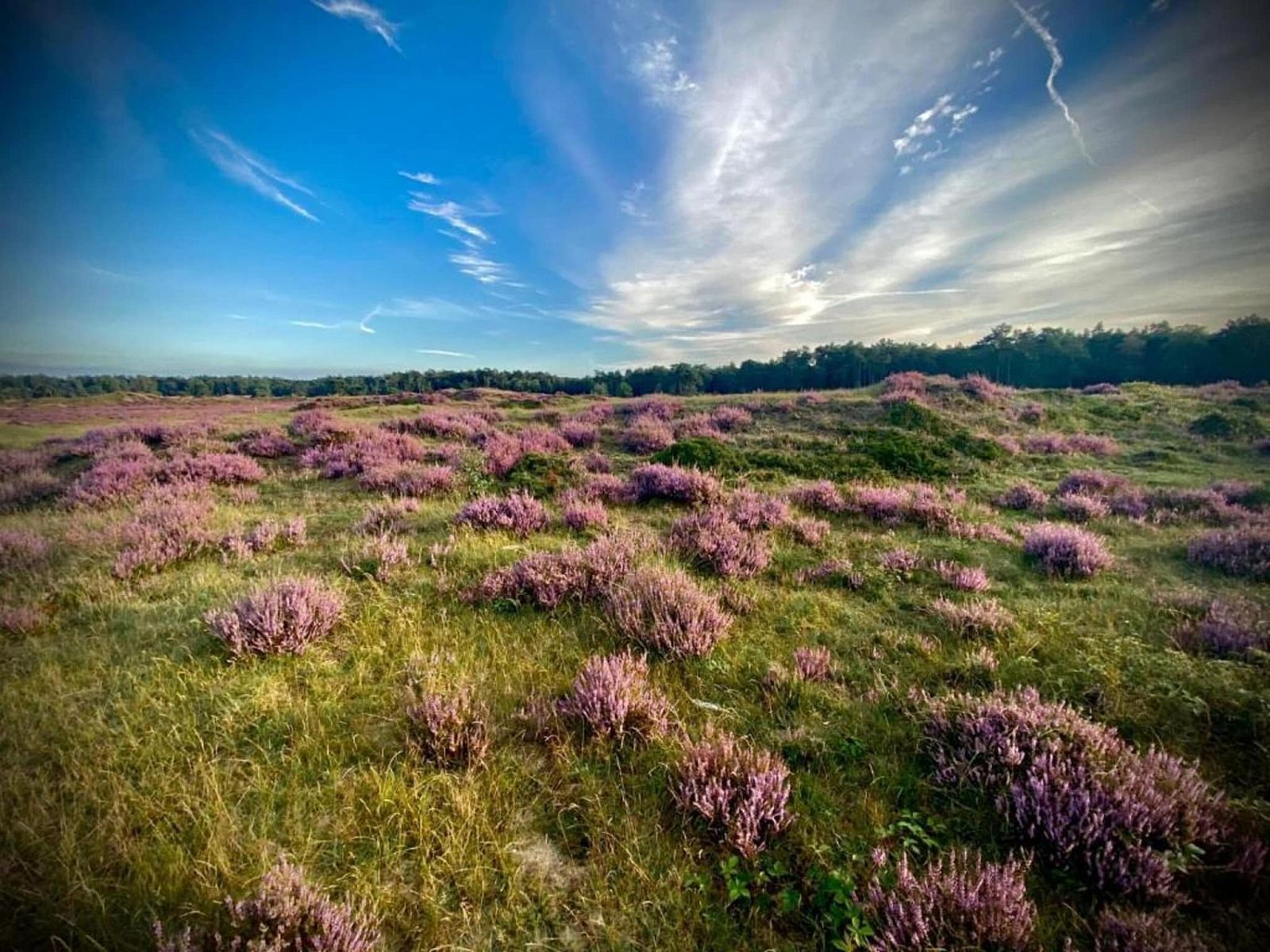 Verblijf 3209165 - Vakantiewoning Veluwe - Vlindervallei Studio 2p