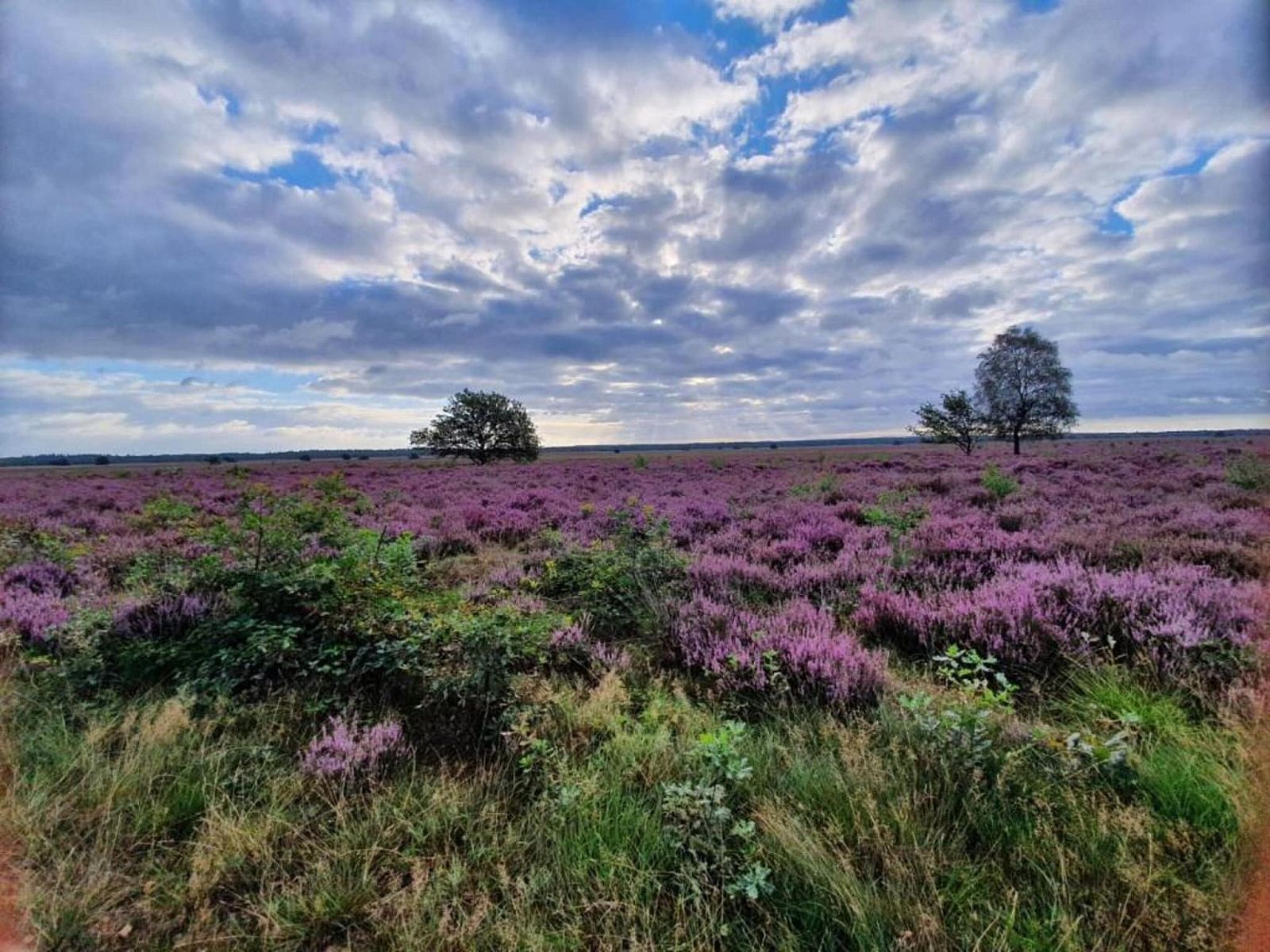 Verblijf 3209165 - Vakantiewoning Veluwe - Vlindervallei Studio 2p