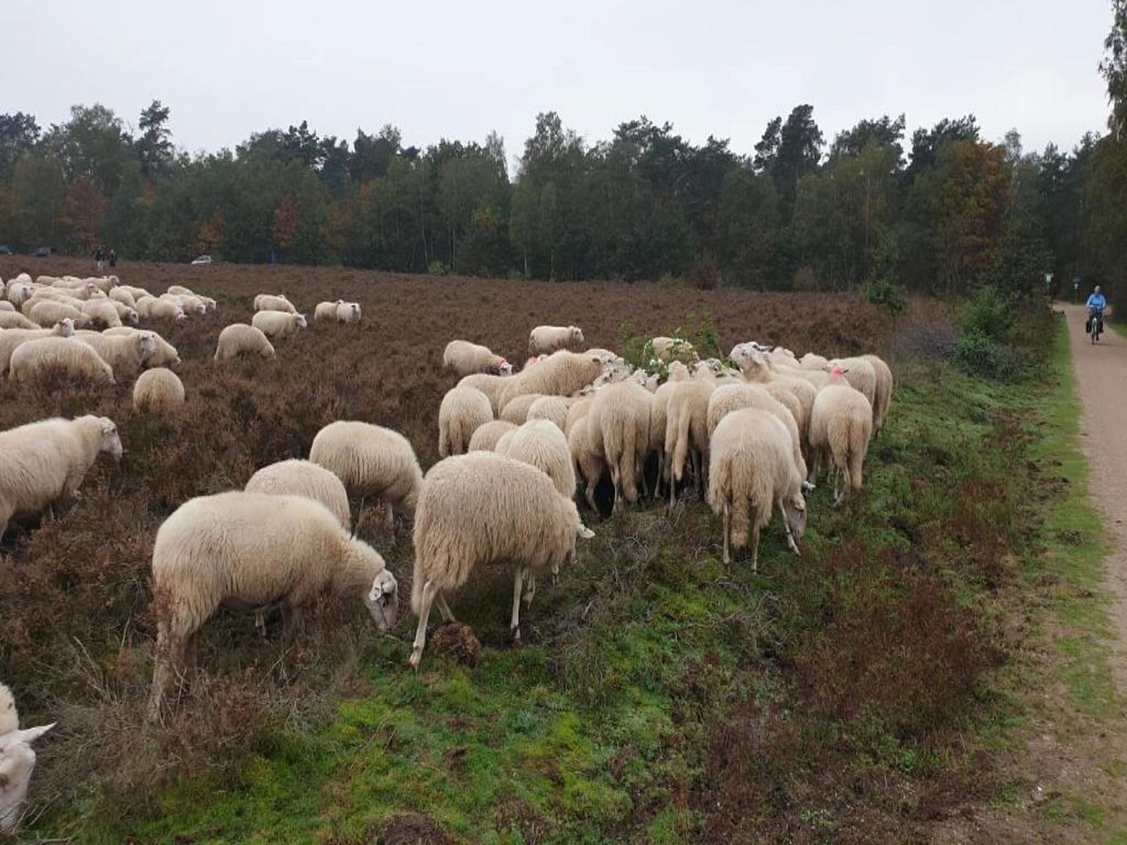 Verblijf 3209166 - Vakantiewoning Veluwe - Heivlinder Comfort 4p