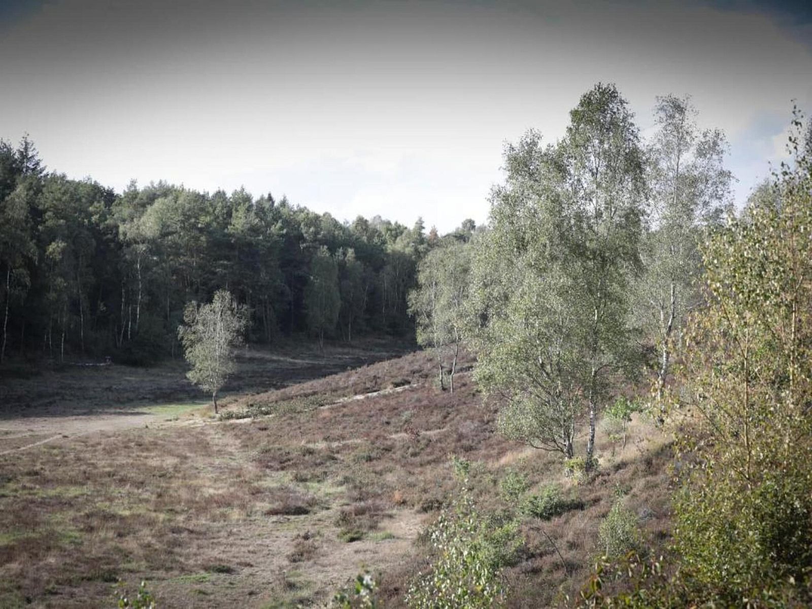 Verblijf 3209166 - Vakantiewoning Veluwe - Heivlinder Comfort 4p
