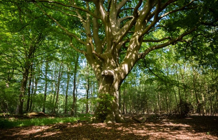 Majestueuze boom nabij Huisje in Ermelo, vakantiehuis op de Veluwe, Gelderland.