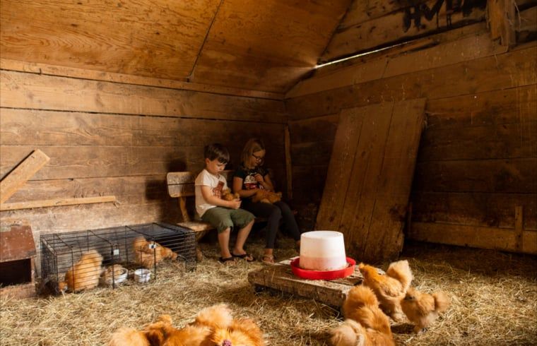Kinderen spelen met kippen bij Huisje in Ermelo, vakantiehuis op de Veluwe, Gelderland.