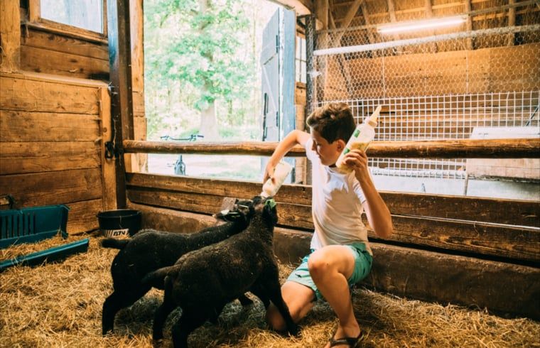 Kinderen voeden lammetjes bij Huisje in Ermelo, vakantiehuis op de Veluwe, Gelderland.