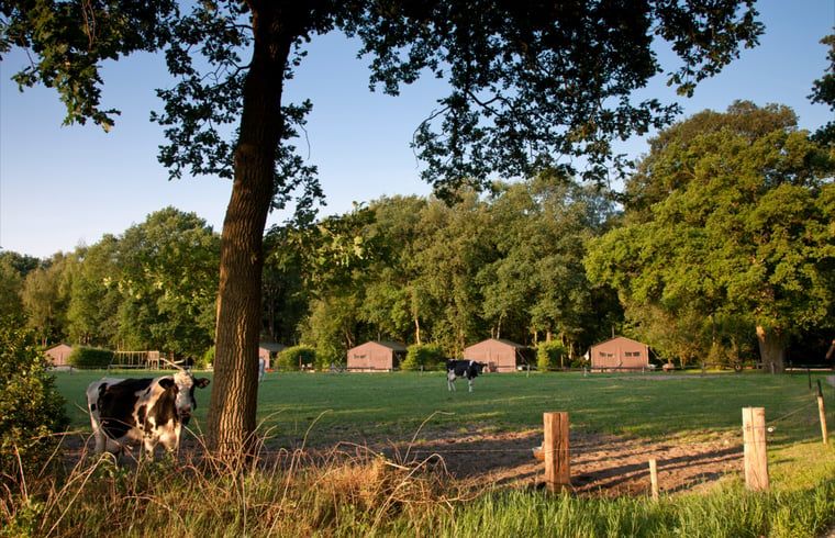Uitzicht op weiland bij Huisje in Ermelo, vakantiewoning op de Veluwe, Gelderland.