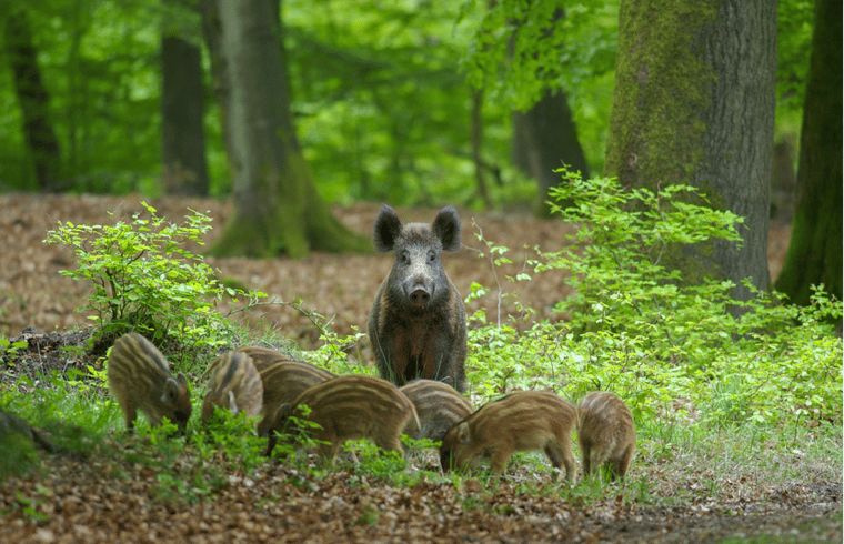 Wildschwein in den Waeldern um das Ferienhaus in Ermelo, Veluwe, Gelderland.
