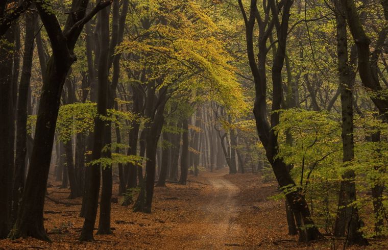 Herbstlicher Waldweg in der Naehe eines Ferienhauses in Ermelo, Veluwe, Gelderland.