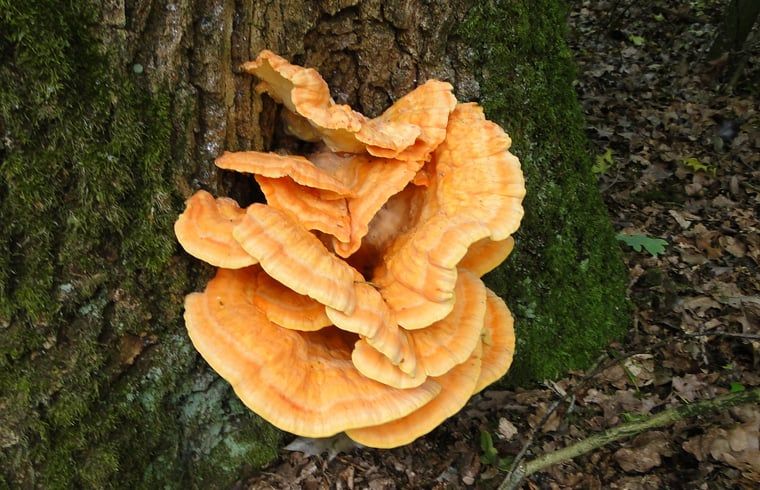 Unterkunft 320981 - Ferienhaus Veluwe - Huisje in Ermelo