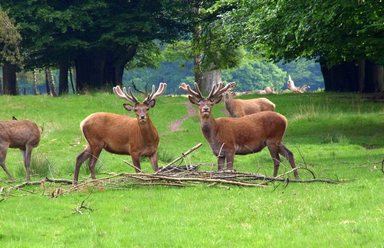 Unterkunft 320981 - Ferienhaus Veluwe - Huisje in Ermelo