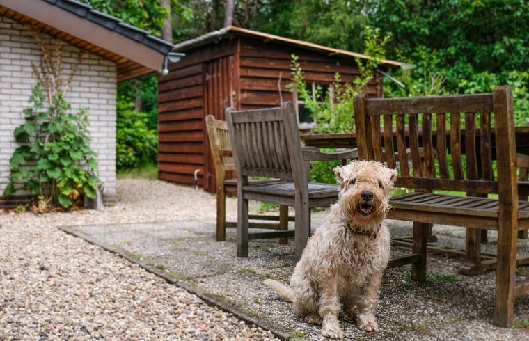 Verblijf 320994 - Vakantiewoning Veluwe - Huisje in Ermelo