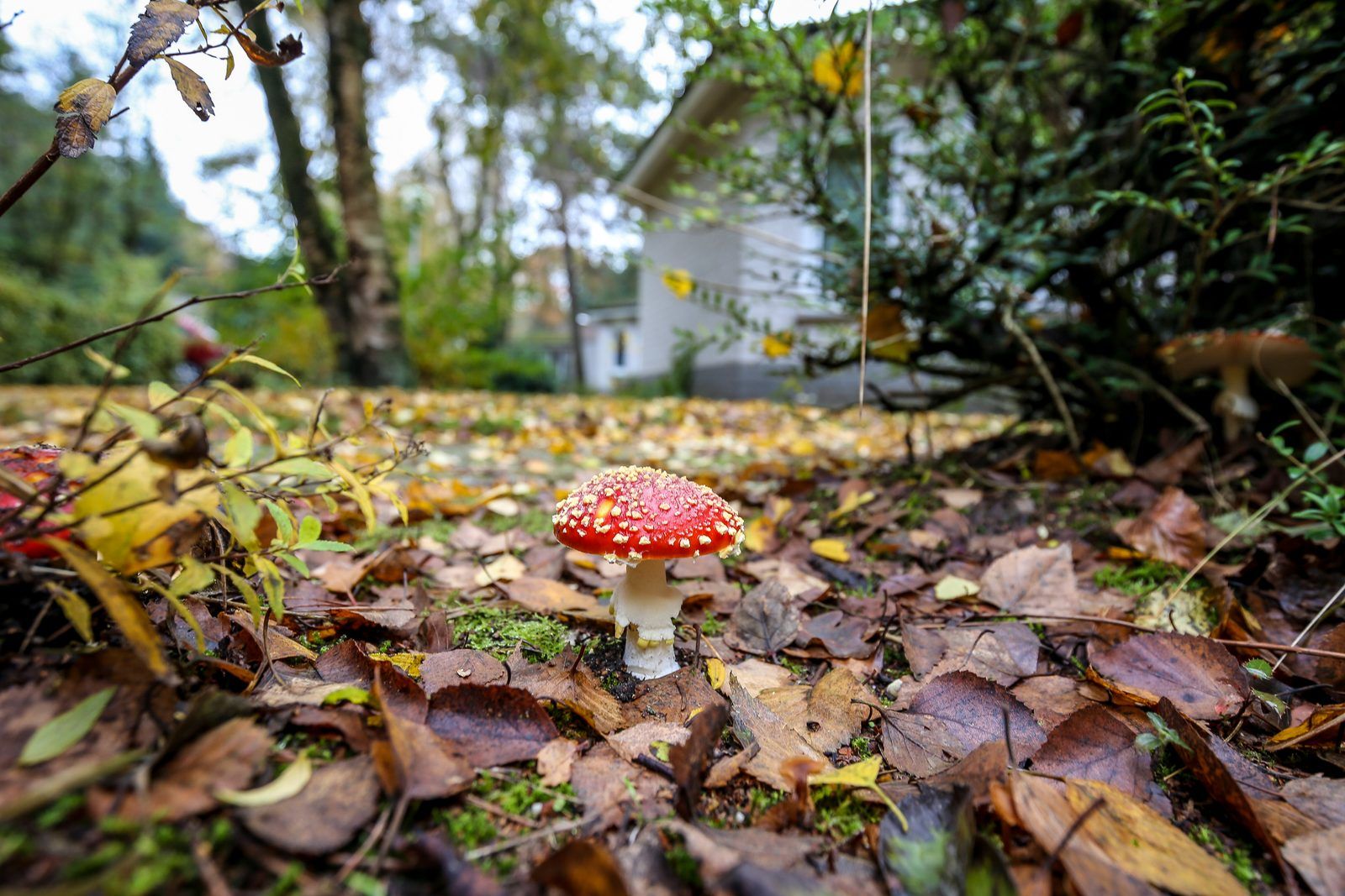 Herbstlandschaft um die Tiny Lodge in Harderwijk, Veluwe, Gelderland mit bunten Pilzen.
