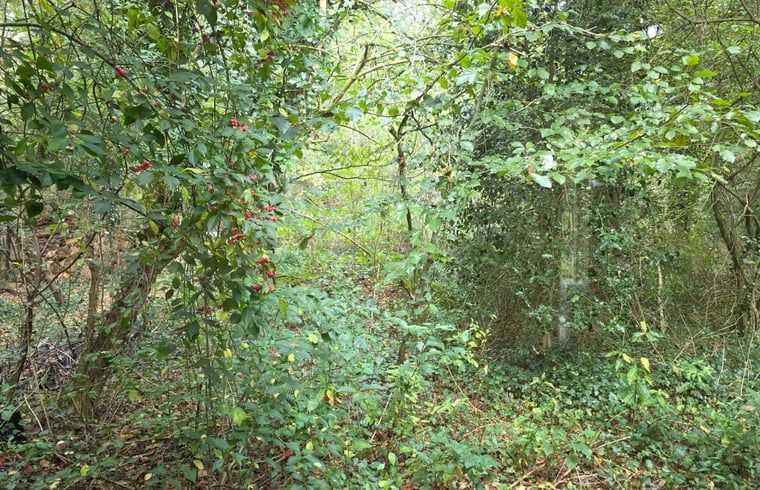 Verblijf 321106 - Vakantiewoning Veluwe - Vakantiehuis in Hoenderloo