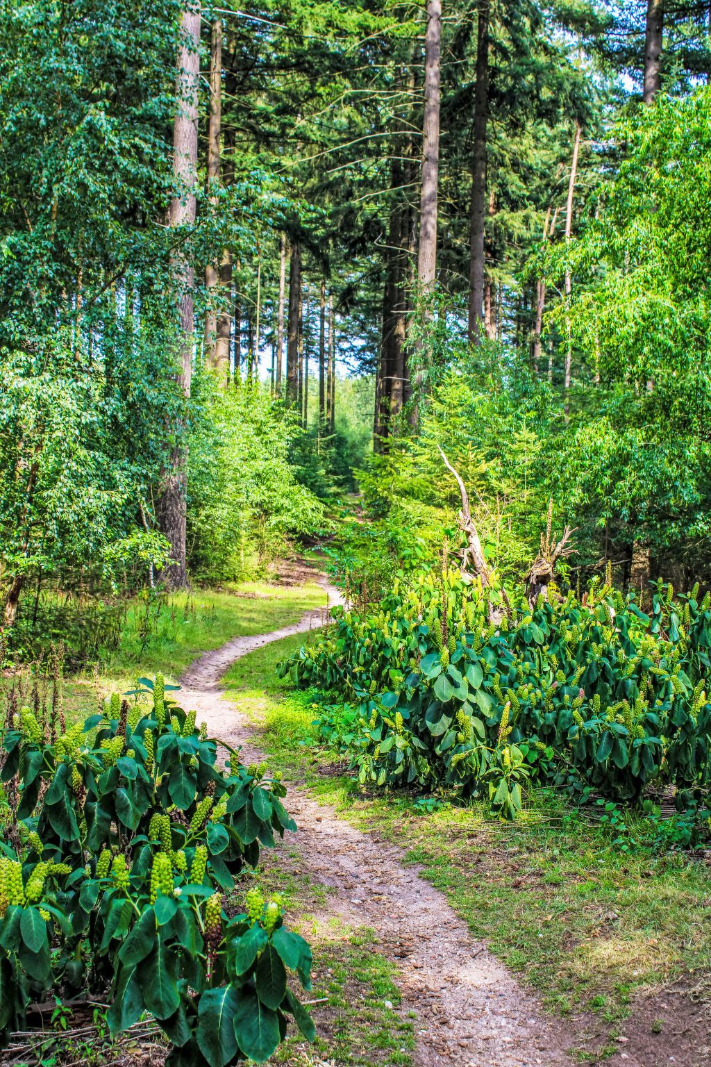 Bluehende Blumen im Garten des Ferienhauses Specht, Hoenderloo, Veluwe, Gelderland.