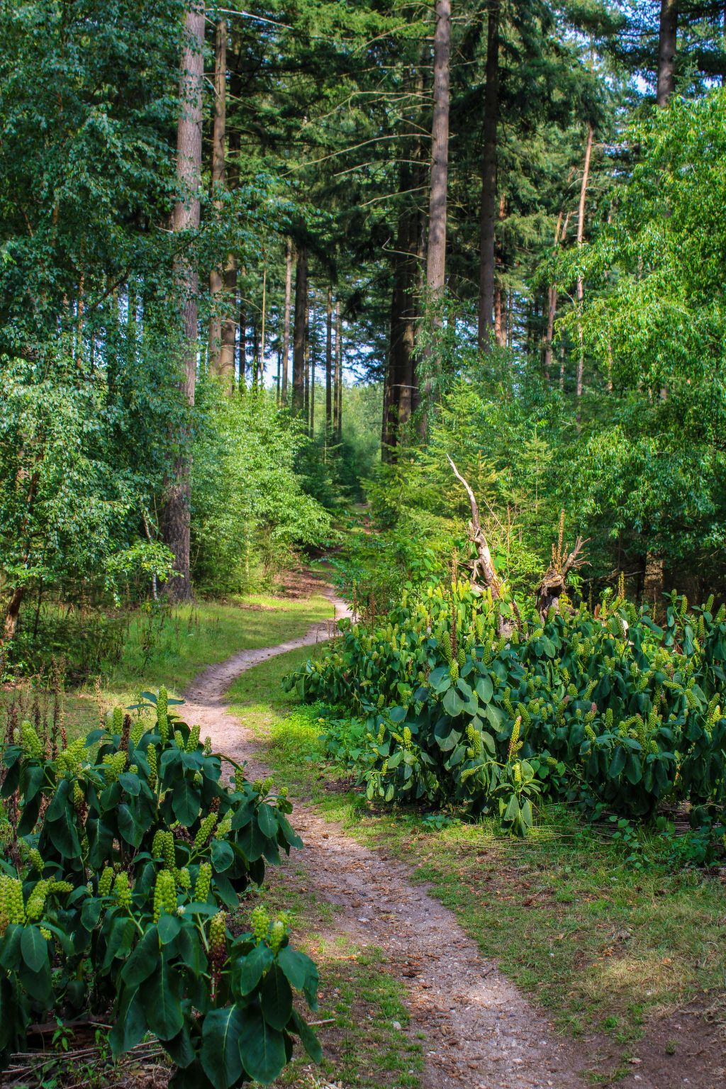 Verblijf 3211115 - Appartement Veluwe - Appartement Celisa s Häuschen