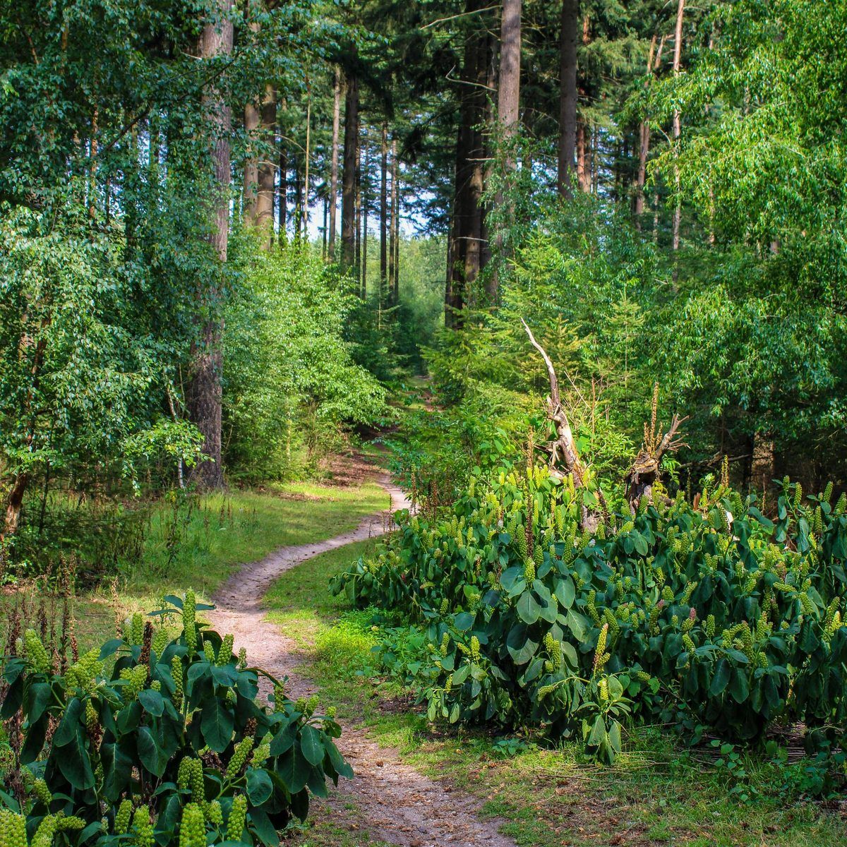 Unterkunft 321185 - Ferienhaus Veluwe - Groepsaccommodatie Douglas | 10 persoons