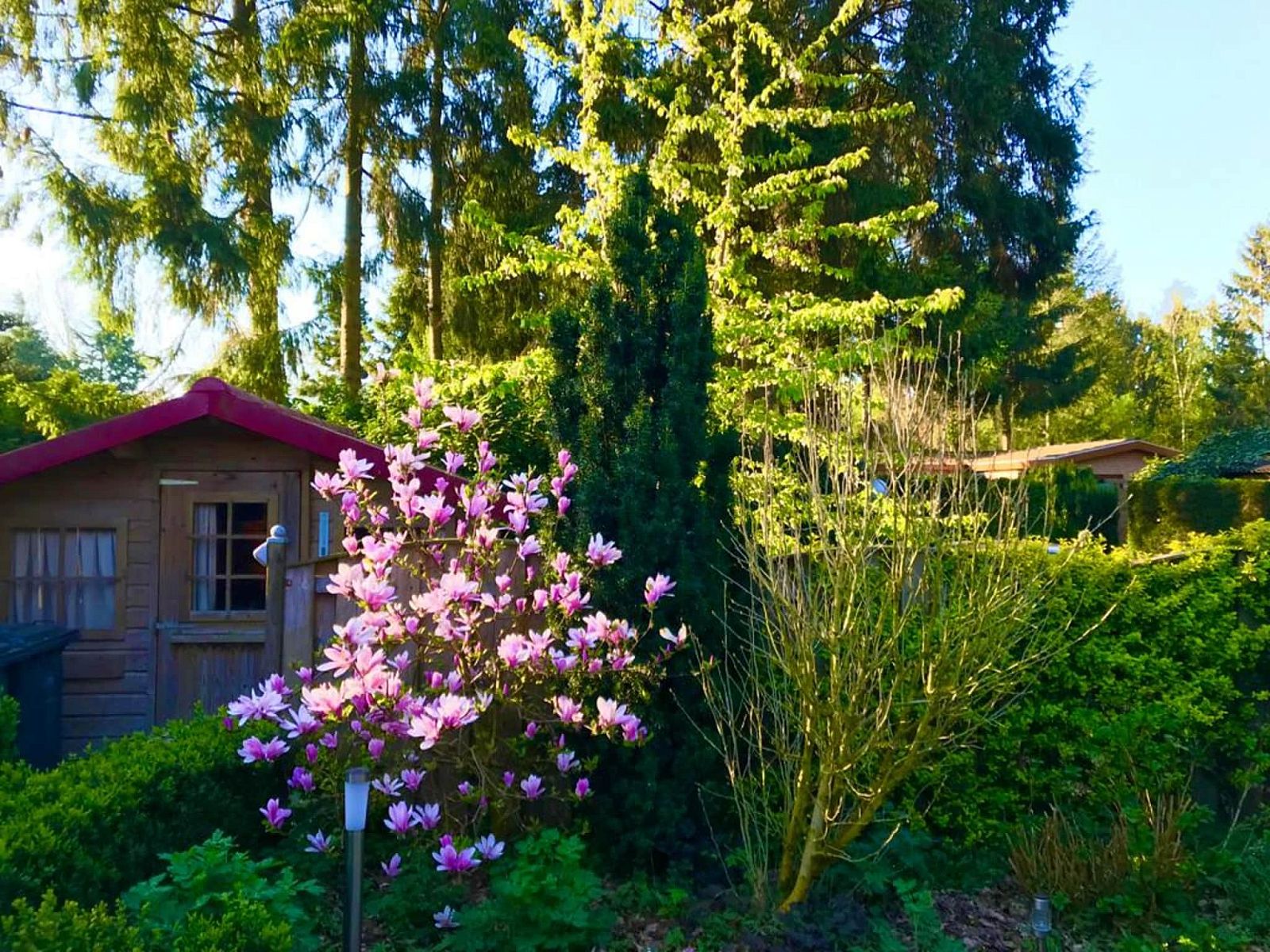 Guest house 321761 - Chalet Veluwe - Chalet 'Bosanemoon'