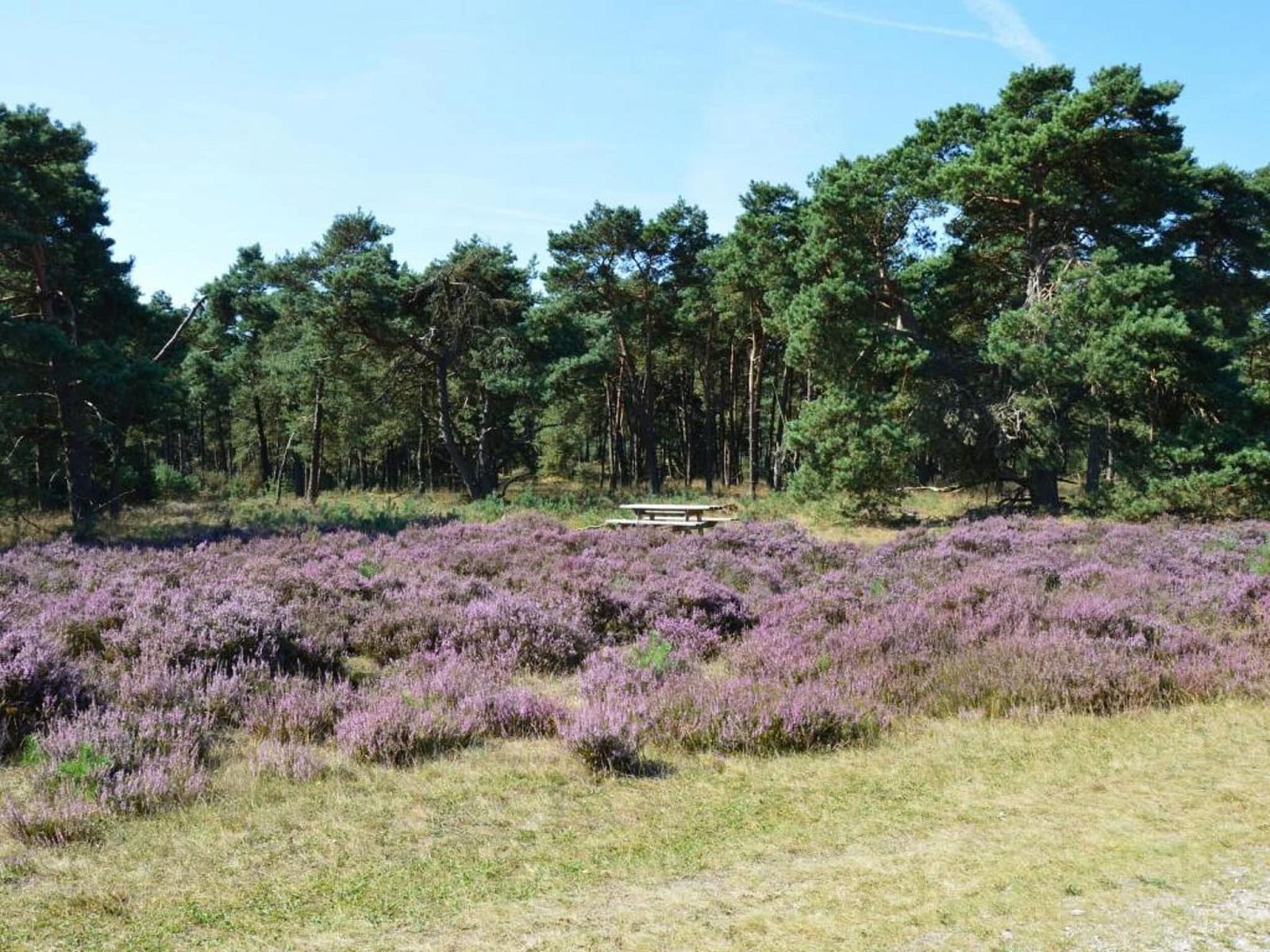 Guest house 321761 - Chalet Veluwe - Chalet 'Bosanemoon'