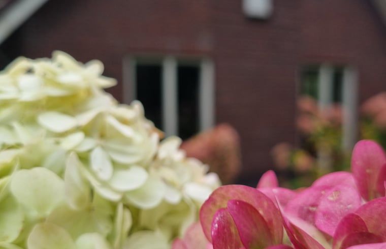 Bloemenpracht bij Huisje in Garderen, vakantiehuis in de Veluwse natuur, Gelderland.