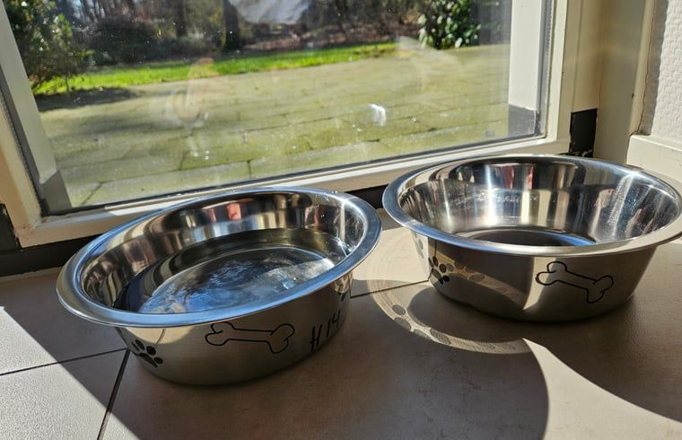 Eekhoorns in de omgeving van Huisje in Garderen, vakantiehuis op de Veluwe, Gelderland.