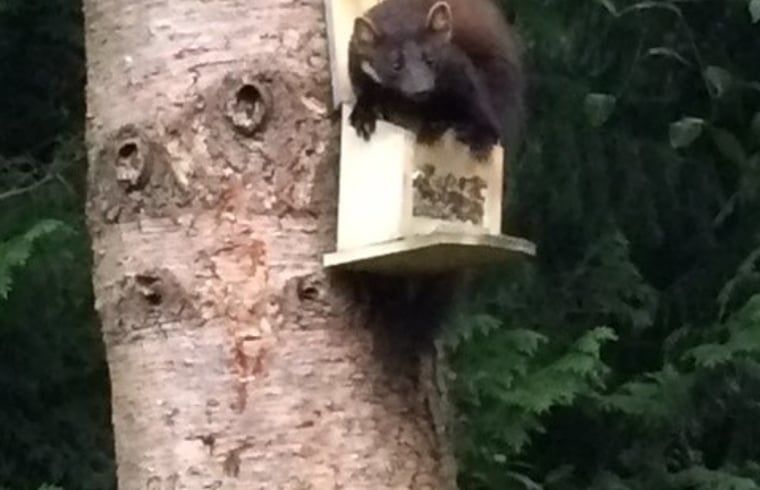 Verblijf 321766 - Vakantiewoning Veluwe - Vakantiehuisje in Garderen