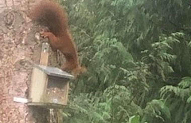 Verblijf 321766 - Vakantiewoning Veluwe - Vakantiehuisje in Garderen