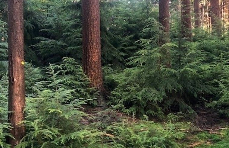 Verblijf 321766 - Vakantiewoning Veluwe - Vakantiehuisje in Garderen