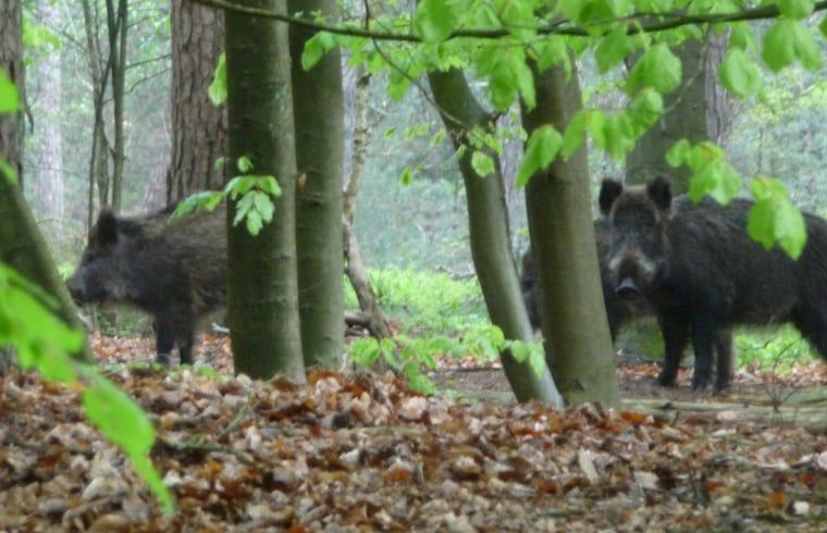 Wilde zwijnen in het bos bij Huisje in Elspeet, vakantieverblijf op de Veluwe, Gelderland.