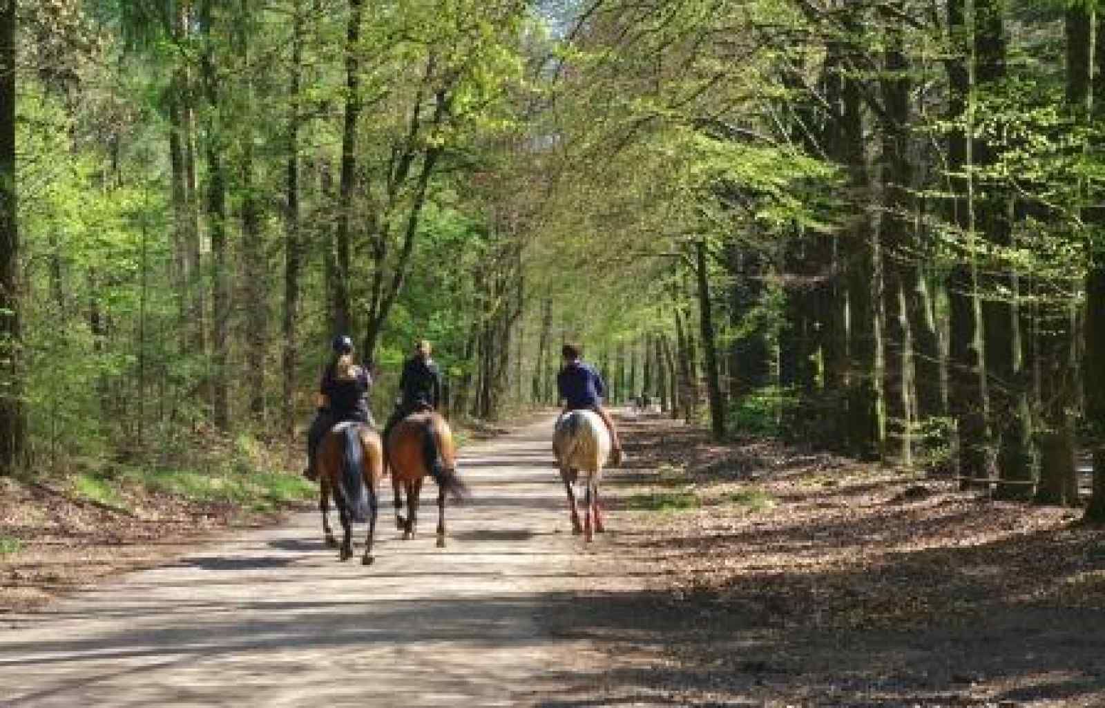 Horseback riding in the woods near vacation home DG1276 in Putten, Veluwe, Gelderland.