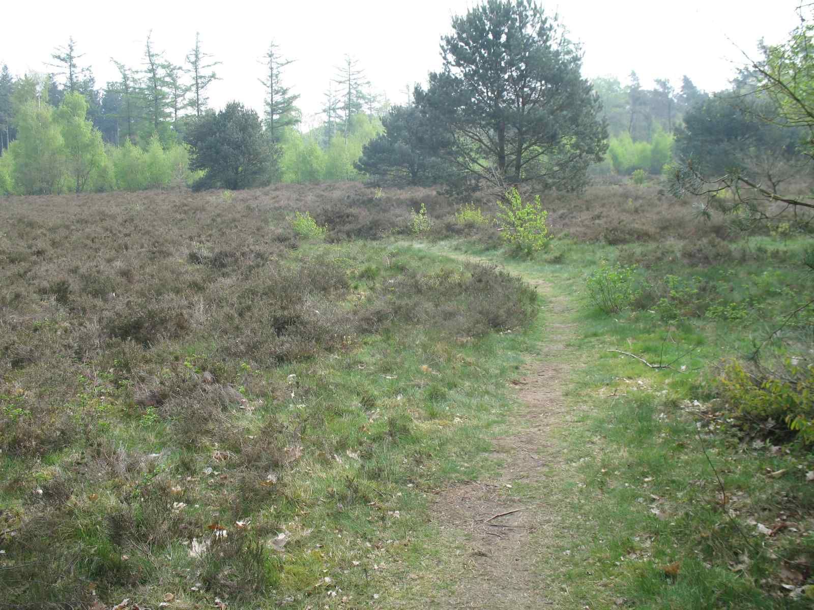 Natural surroundings of vacation home DG1276, Putten, Veluwe, with hiking trails.