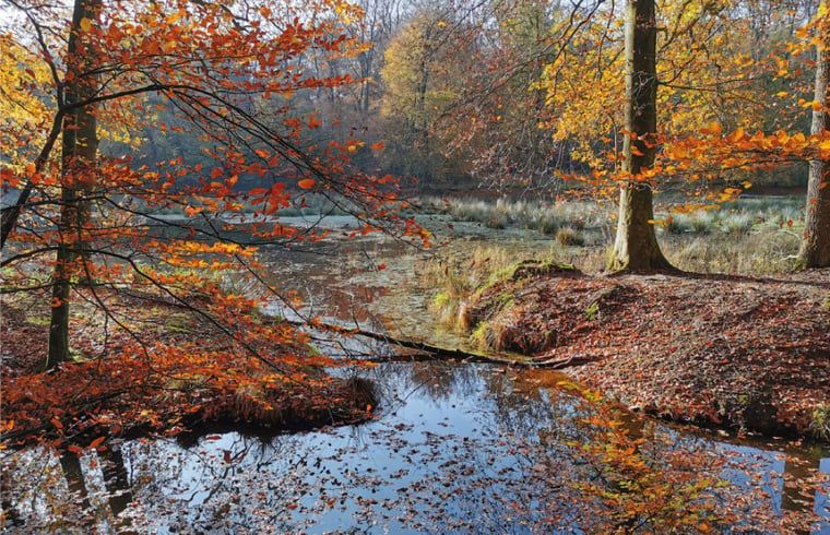 Unterkunft 322023 - Ferienhaus Veluwe - Vakantiehuisje in Putten