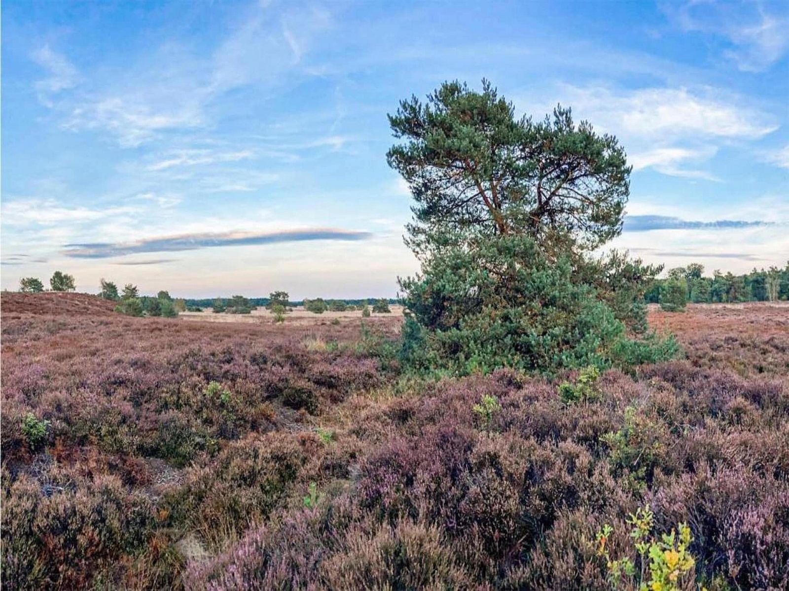Guest house 3220263 - Holiday property Veluwe - De Veluwse Hoevegaerde 2