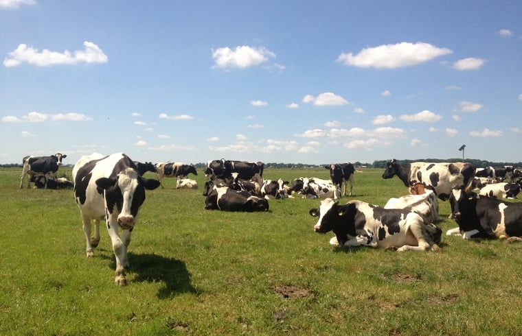 Cows in the surrounding pastures of Holiday Home in Wezep/Oldebroek in the Veluwe.