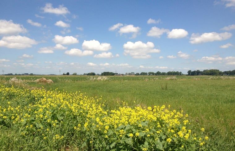 Beautiful flower fields surrounding Holiday home in Wezep/Oldebroek, located in the Veluwe.