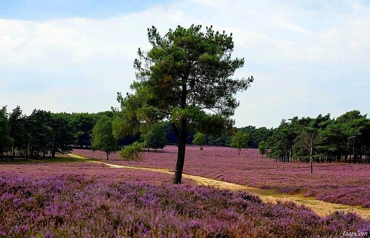 Beautiful moors near Holiday home in Wezep/Oldebroek, a Veluwe residence.