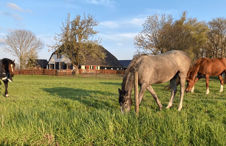 Beautiful surroundings of Holiday home in Wezep Oldebroek, Veluwe, Gelderland with grazing horses.
