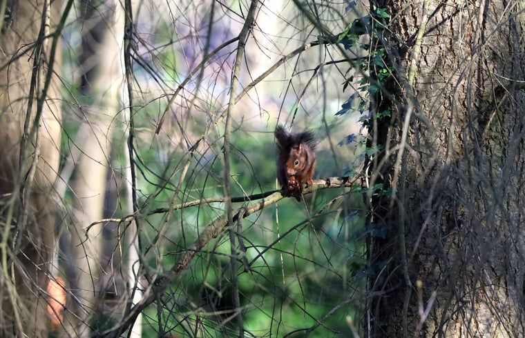 Eekhoorn in de bossen rondom Vakantiehuis in Voorthuizen, Veluwe. Ontdek de rijke fauna van Gelderland.