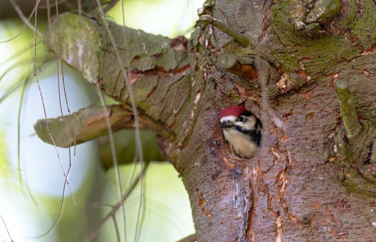 Specht in de bomen bij Vakantiehuis in Voorthuizen, Veluwe. Ontdek de vogelrijkdom van Gelderland.