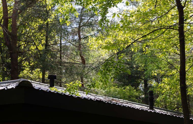 Dak van Vakantiehuis in Voorthuizen omgeven door bomen, Veluwe. Natuurlijke setting in Gelderland.