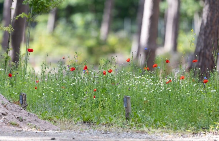 Bloemenpracht in de omgeving van Vakantiehuis in Voorthuizen, Veluwe. Kleurrijke natuur in Gelderland.