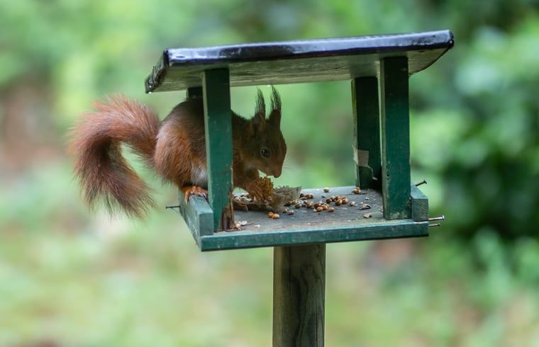 Eekhoorn bij voederhuisje in de tuin van Vakantiehuis in Voorthuizen, Veluwe. Dieren spotten in Gelderland.