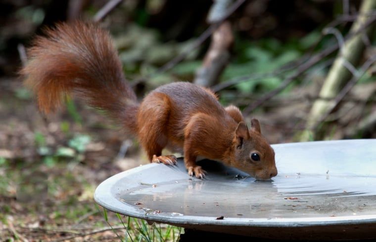 Eekhoorn drinkt water nabij Vakantiehuis in Voorthuizen, Veluwe. Natuurlijke ontmoetingen in Gelderland.