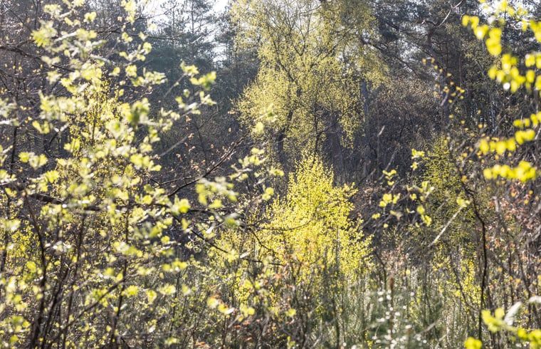 Lente in de bossen rond Vakantiehuis in Voorthuizen, Veluwe. Geniet van bloeiende natuur in Gelderland.