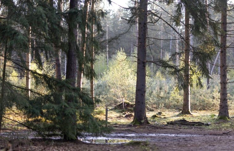 Bosrijke omgeving van Vakantiehuis in Voorthuizen, Veluwe. Ontdek de serene natuur van Gelderland.