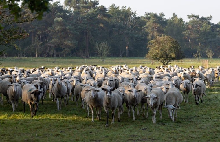 Schapenkudde in de buurt van Vakantiehuis in Voorthuizen, Veluwe. Landelijke charme in Gelderland.